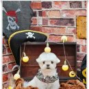 예쁘개 미용 이미지