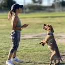 복기애견 이미지