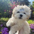 별스런 산책 이미지