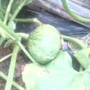 2013년도 단호박 수확시기가 돌아오네요,,, 이미지