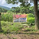 돌배야영장(제2야영장) 이미지