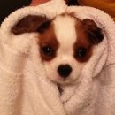 뽀송강아지 이미지