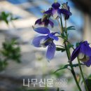 수목원꽃식물원 이미지