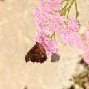 호암가든 이미지