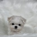 또바기 켄넬 이미지