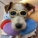 한걸음더 재활한방 동물병원 이미지