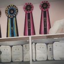 #아름답개 이미지