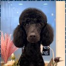 우리펫살롱 이미지