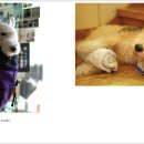 강아지 그리다 이미지