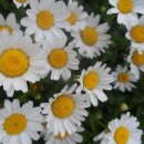 빨간여우 이미지