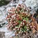 바위 솔 이미지