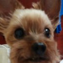 최강아지 이미지