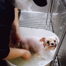 프란다스 애견 이미지