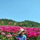 영천 작약꽃축제 추천, 실시간 방문 후기(ft. 대구근교 가볼만한곳)