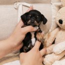 버디독 강아지분양 안심분양센터 서울 영등포점 이미지