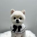 네오펫 이미지
