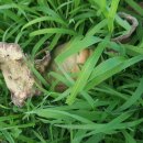 박하농장 이미지