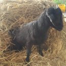 복희 농장 이미지