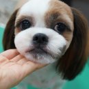 위드퍼피 애견미용실 이미지