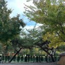 솔바람 | 경기도 캠핑장 추천 가평 솔바람 오토캠핑장 후기