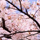 제주 신례리 왕벚나무 자생지 이미지