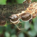 안성리-8 이미지