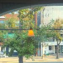 삐에드라 | 광안리 감성카페 "삐에드라" 은행나무뷰 카페 애견동반 아기동반가능