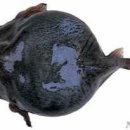 멍텅구리 이미지