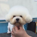 프로펫애견종합전문교육원