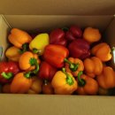 명문농장 | 명문농장 파프리카 구입후기