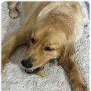 광주제중한방병원 | 강아지 수제간식 재료 국내 생산 오리목뼈 급여 후기