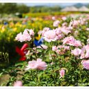 순천만힐링 이미지