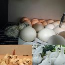 백봉