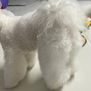 멍블리펫뷰티 이미지