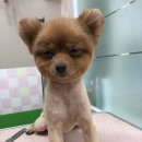 도그하우스 애견샵 이미지