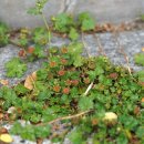 국화잎아욱Modiola caroliniana (L.)G. Don(아욱과 국화잎아욱속) 이미지