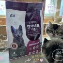 구성농업협동조합 | 고양이사료추천 농협헬스케어 캣이너프 키튼 아기고양이사료 직접 급여 후기