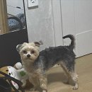 거울보는 강아지 이미지