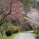 소나무향기 이미지