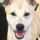 서공례부대찌개 이미지