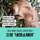 성산면-2 | 강릉 고양이펜션 '네코스테이' 집사 체험 가능 - 고양이 '커피'와 힐링한 후기
