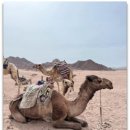 엘스포츠 | 샤름 엘 셰이크 사막 &amp; 수상스포츠 체험-액티비티,합리적// 클룩 할인코드 예약하기!