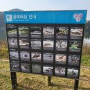 주차11 | 강천섬 은행나무길 실시간 11월 절정시기 후문 주차 꿀팁 피크닉 후기