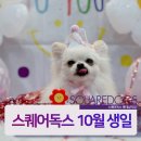 스퀘어독스 롯데남악점 네이버블로그