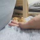 알에서닭까지