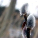 봄강아지 이미지