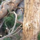 양지로105번길 이미지