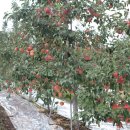 조아라청과 이미지