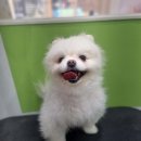 꽃보다 Dog 이미지