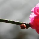 선비뜨락 이미지